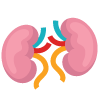 Kidney