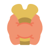 Thyroid